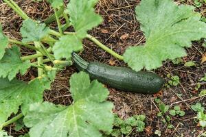grön zucchini växer på en trädgård säng. foto