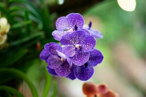 phalaenopsis blume, också känd som fjäril orkidéer, är en dyrbar violett lila blomning blomma med en rutnät mönster på de kronblad den där blomma Allt år. foto