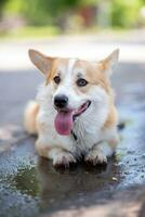 corgi ras hund lögner i en pöl på de väg foto