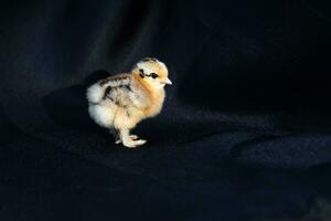 baby mini cochin chick på mörkblå tyg bakgrund i studio ljus. foto