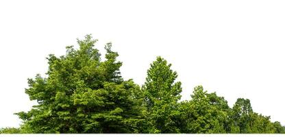 grön träd isolerat på vit bakgrund.är skog och lövverk i sommar för både utskrift och webb sidor med skära väg och alfa kanal. foto