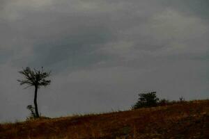 en ensam träd står på en kulle under en mörk himmel foto