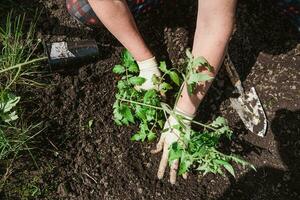 ett äldre kvinna är plantering tomat plantor i henne vegetabiliska trädgård i de by foto