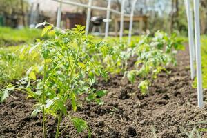 ung tomat plantor planterade i en trädgård säng inuti en växthus i en by i vår foto