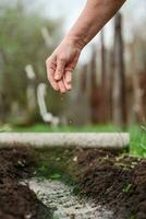 äldre kvinna plantering frön i de jord i de by foto