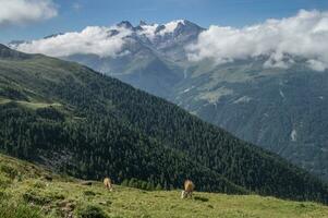 helgon martin, alpage de la vieille, valais, schweiziska foto