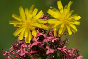 blommor i chartreuse foto