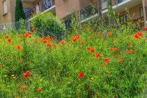 blommor, helgon etienne, Loire, Frankrike foto