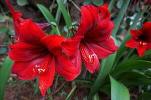 skön bakgrund med röd amaryllis, stänga upp amaryllis belladonna foto