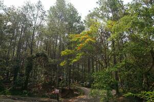 utforska de tall skog av bedengan, malang, indonesien foto