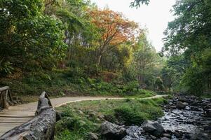 skön tall skog av bedengan, malang, indonesien foto