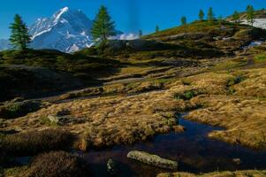 cheeries, i argentiere,chamonix,haute savoie, frankrike foto