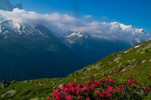 cheeries, i argentiere,chamonix,haute savoie, frankrike foto