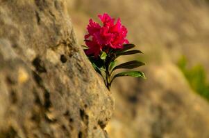 rhododendron i ,chamonix,haute savoie, frankrike foto