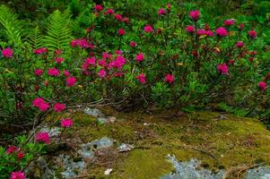 rhododendron, i chamonix, haute savoie, frankrike foto