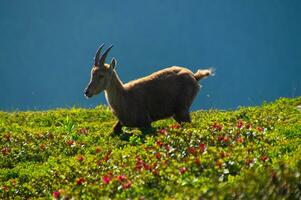 stenbock, cheserys, i argentiere,chamonix,haute savoie, frankrike foto