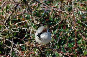 en brun fågel passeridae i en buske foto