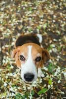 topp se, porträtt av söt trefärgad beagle hund Sammanträde på löv falla golv ,fokus på öga med en grund djup av fält. foto