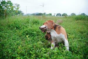 ett förtjusande beagle hund kliar sig kropp utomhus- på de gräs fält. foto