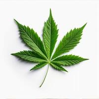 cannabis blad på en vit bakgrund foto