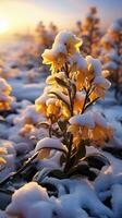 salvia blomma vinter- snö solnedgång ljus ai genererad foto