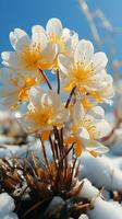 akonit blomma på vinter- snö kväll Sol ai genererad foto