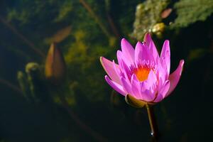 rosa lotus blomma med under vattnet natur bakgrund. foto