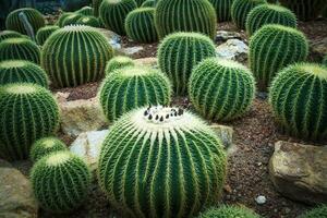 stänga upp textur detalj av nål kaktus ,saftig foto