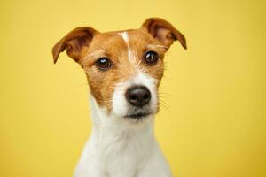 domkraft russell terrier hund på gul bakgrund. rolig sällskapsdjur foto