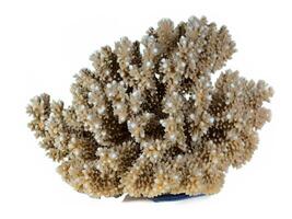 skön korall isolerat på vit bakgrund. foto