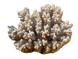 skön korall isolerat på vit bakgrund. foto
