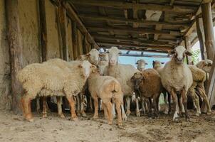 en flock av får i de penna är stående foto