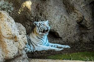 en vit tiger Sammanträde i en grotta med dess mun öppen foto