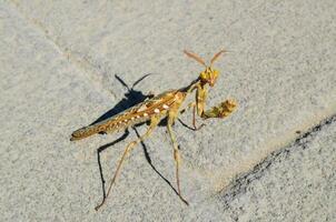 en bön- mantisce på de jord med dess ben spridning foto