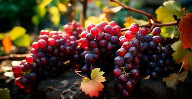 ai genererad vin vingård, närbild vindruvor, framtida vin - ai genererad bild foto