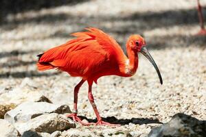 scarlet ibis. fågel och fåglar. vattenvärld och fauna. djurliv och zoologi. foto