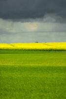 polen sommar landskap foto