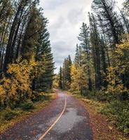 krökt asfaltväg i tallskog på hösten foto