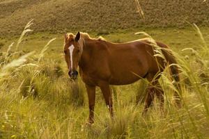 fullt skott av vacker brun häst i grön dal foto