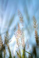 spikelets i de miljö Sol foto