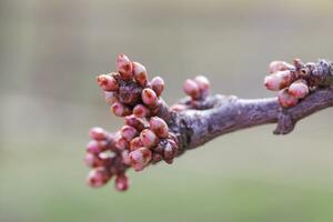 prunus armeniaca, armeniska plommon, aprikos, sibirisk aprikos, tibetan aprikos, ung rosa knoppar på en gren. blomstrande knoppar i tidigt vår. de först löv på frukt träd. foto