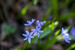 blå blommor av de scilla scilla blomning i april. ljus vår blomma av scilla bifolia närbild foto
