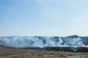 storskalig skog brand. brinnande fält av torr gräs och träd. tjock rök mot blå himmel. farlig effekter av brinnande gräs i fält i vår och höst. foto