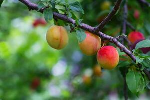 körsbär plommon eller myrobalan prunus cerasifera gul mogen drupa, sten frukt av på grenar av träd i sommar. fruktträdgårdar under skörda av frukter. foto