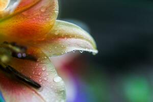 släppa av regn på kronblad av orange lilium, Sann liljor foto