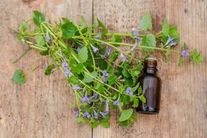 farmaceutisk flaska av medicin från glechoma hederacea, nepeta hederacea, markmurgröna, kattfot, fält balsam, och run-away-robin, krypande jenny Nästa till en knippa på grön bakgrund. förberedelse av medicinsk växter. redo trolldryck av gräs. etnovetenskap. foto