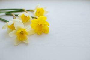 bukett påskliljor på vit trä- bakgrund. vår blommig gräns, skön färsk gul blommor. bakgrund med kopia Plats, platt lägga, topp se. påsk dag, kvinna dag begrepp foto