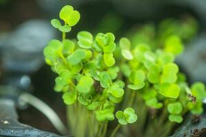 microgreen arugula groddar in i fröplanta krukor. rå groddar, mikrogröna, friska äter begrepp. superfood vuxen på Hem foto