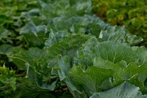 brassica oleracea, bakgrund av kål, headed kål löv. dagg droppar på en blad av kål. grön saftig Färg av de växt. foto