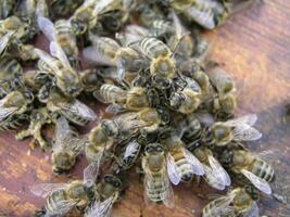 klunga drottning förbi bin, koloni av bin. bin tog drottning bi till klunga efter återplantering, fel ersättning. arbetssätt bin döda drottning bi. foto